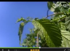 班得瑞 轻音乐 春野